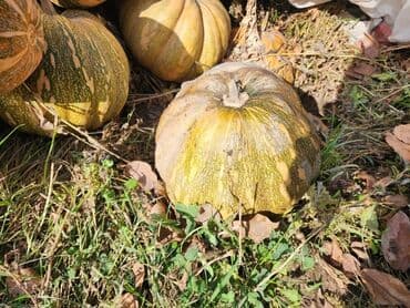 вилы садовые: Тыквы домашнего урожая. - Сортовая смесь: крупноплодные и мускатные — 2
