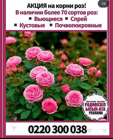Уруктар жана көчөттөр: Көчөттөр — 1