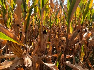 Дрова: Семена кукурузы !!Официальная продажа семян !!! Копмании Тянь Шань — 10