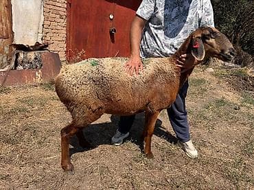 Продам с/х животных: Продаю | Овца (самка) | Арашан | Для разведения | Матка — 5