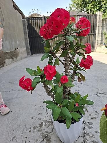 Молочаи: Молочай Миля (Euphorbia milii) в декоративном горшке. - Компактный — 3