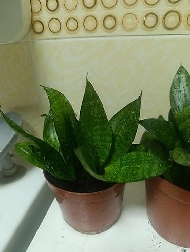 Дом и сад: Сансевиерия карликовая (Sansevieria ‘Hahnii’) в горшках. 3 шт-500 сом — 3