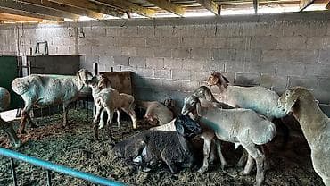 свинкс кошки: Продаю | Овца (самка) | Арашан | Для разведения — 4