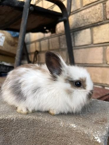 кролик мини лоп: Декоративные кролики (длинношёрстные, тип львиноголовый/карликовый) — 4
