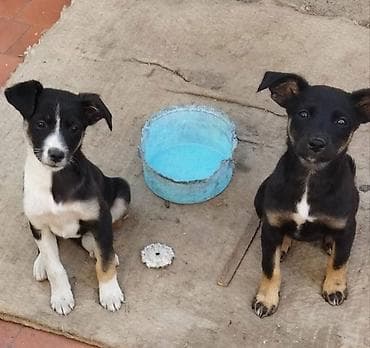 кошки продаются очень бесплатно: Собака даром: 2 месяца, Самка — 2