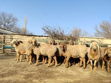 домик для кошки на улицу: Продаю | Ягненок | Для разведения | Ярка — 1