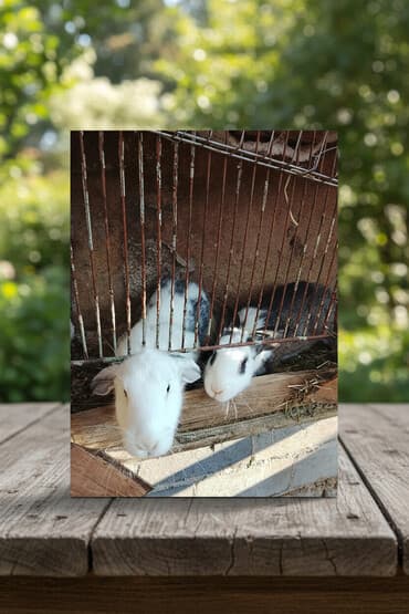 Продаю | Крольчата | Декоративная | Для разведения