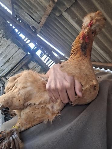 курицы: Продаю | Куры | Для разведения — 10