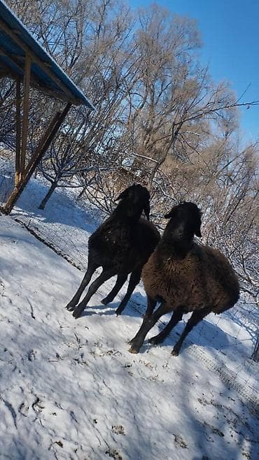 козье: Продаю | Ягненок — 1