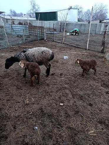 матка: Продаю | Овца (самка) | Для разведения | Матка — 2