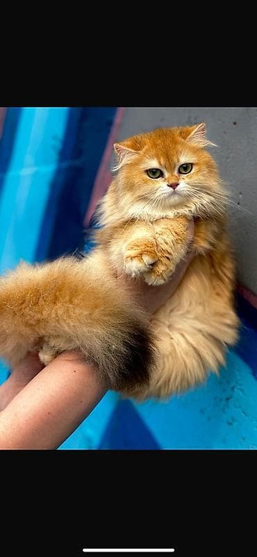 веслаухие кошки: ✨ британские котята золотистой шиншиллы в поисках дома! ✨ наши малыши — 3