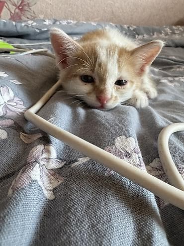 кошка 303: Кошка даром: Беспородная, 2 месяца, Девочка, Приучена к лотку — 8