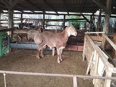 кой козусу: Продаю | Баран (самец) | Арашан | Для разведения | Племенные — 3