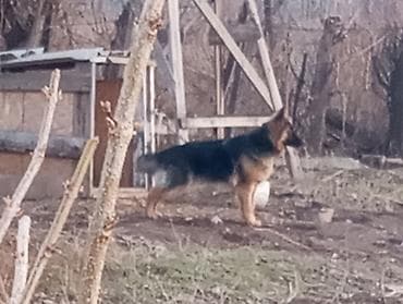 хомяки с клеткой: Немецкая овчарка, 10 месяцев, Самец, С родословной — 5