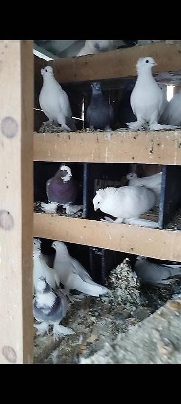 мышык сатып алам: Племенных голубей старопородный — 3