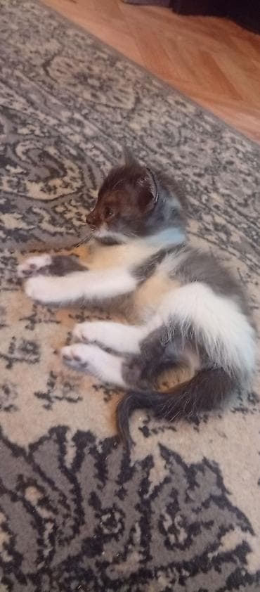 котята шотландские вислоухие купить: КАРА-БАЛТА отдам котят в хорошие руки, кушают сами приучены к лотку — 2