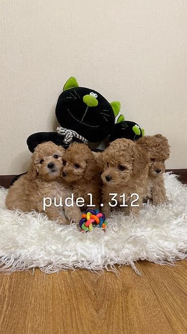 Ит кууту: Готовятся к продаже породные щенки той пуделя. С родословной! ОТКРЫТО — 2