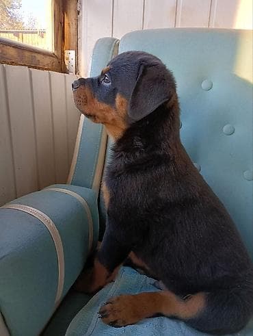 Аквариумы: Ротвейлер, 4 месяца, Самец, С прививкой — 8