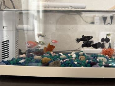 красная рыба цена бишкек: Аквариумный комплект с декоративными рыбками - объём ориентировочно — 3
