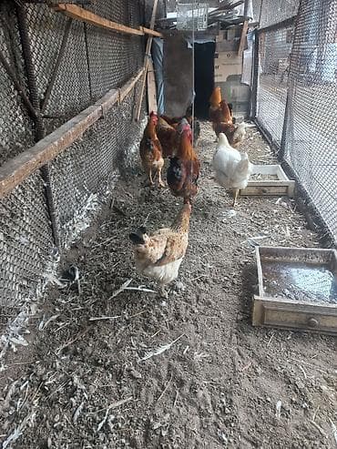 куры черные: Продаю | Куры | Домашняя | Для разведения — 3