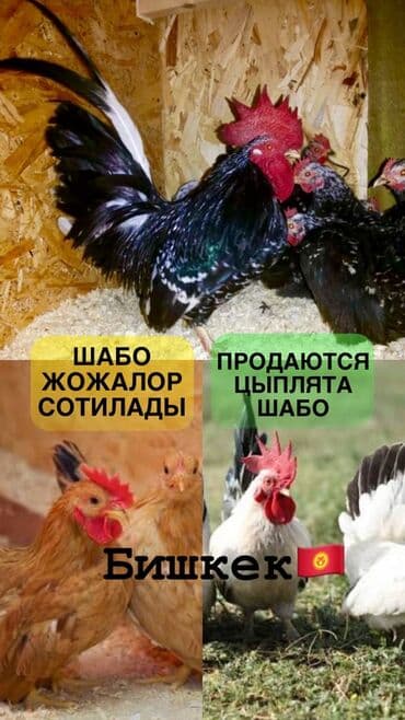 А/ч жаныбарлары үчүн тоюттар: Продаются цыплята породы Шабо (декоративные карликовые куры). - — 1