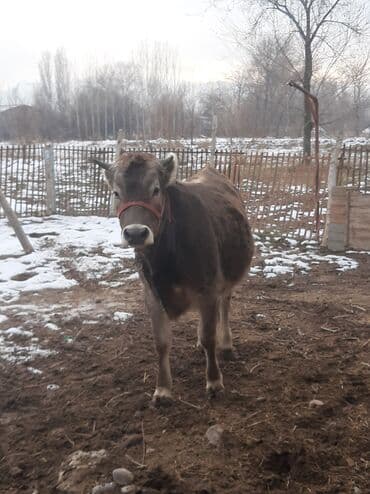 коврики для коров: Продаю | Тёлка | Швицкая | На откорм, На забой, Для разведения | Искусственник — 2