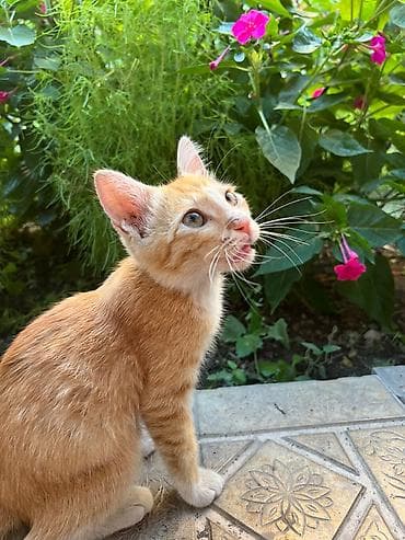 Даром ♥️котенок ищет дом 🏡 Рыжий котёнок с белыми лапками и — 2