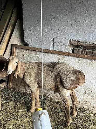 вислоухие кошки: Продаю | Овца (самка) | Для разведения | Матка — 1