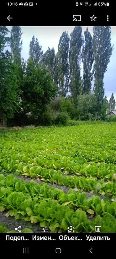 уголь каракече бешсары шабыркуль каражыра доставка бишкек купить: - Сорт: кочанный зелёный (плотные кочанчики, ровные грядки). - Выращен — 1
