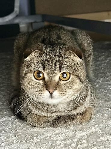 Скотиш Фолд (Шотландская вислоухая), 1 год, Девочка, Приучена к лотку, Проглистована, С прививками — 1
