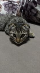 шотландская короткошерстная кошка: Скотиш Фолд (Шотландская вислоухая), 6 месяцев, Мальчик, Приучена к лотку — 3