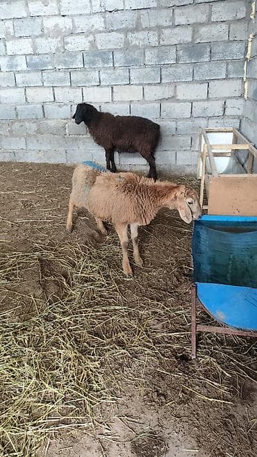 не пригодилось: Продаю | Овца (самка) | На забой | Ярка — 2