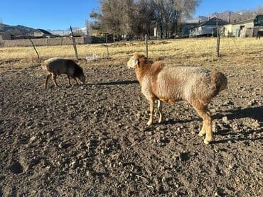 tuxedo порода кошек цена: Продаю | Баран (самец) | Арашан | Для разведения | Племенные — 2