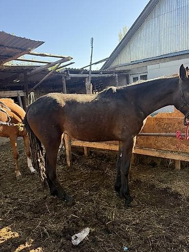 кошка серый: Продаю | Кобыла (самка) | Дончак, Арабская | Рабочий — 1