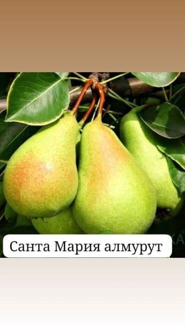 продукты для суши оптом: Саженцы плодовых деревьев. Алмурут көчөттөрүнө заказ алып жатабыз! 📅 — 2