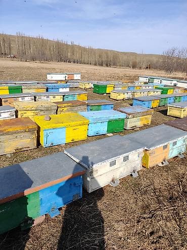 Үй жана бакча: Жыгач Ящик — 3