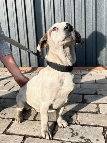 добрые руки: Умная,мудрая ДЕВЧУЛЯ ждет ЧЕЛОВЕКА🤍🖤🤍. Спасена от отстрела💔 — 3