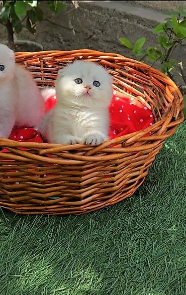 шотландская белая кошка: Шотландские котята. Scottish fold окрас серебристая шиншилла — 4