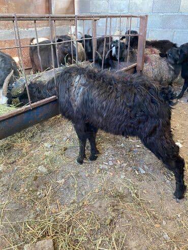 дом кошек: Продаю | Коза (самка), Козлёнок — 4