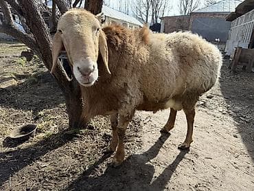 акита ину собака: Продаю | Баран (самец) | Арашан | Для разведения — 6