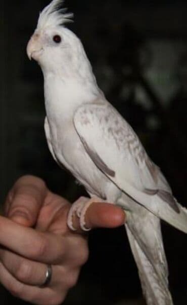 А/ч жаныбарлары үчүн тоюттар: Белощекие кареллы хорошо учатся говорить и приручаются к рукам. Так же — 3