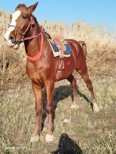 булдок ит: Продаю | Жеребец | Рабочий — 3