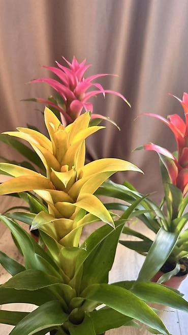 жууркан тошок б у: Гузмания (Guzmania) Голландия— комнатные бромелии с яркими — 1