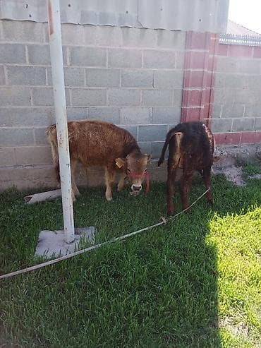 металлический ящик: Продаю | Музоо, торпок | Полукровка | На откорм | Привязанные — 3