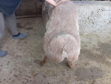 продаю жеребец: Продаю баран( самец) на забо — 2