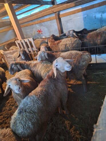 кангал сколько стоит: Продаю | Ягненок, Баран (самец) | Эдильбаевская, Арашан | На забой, Для разведения | Племенные — 6