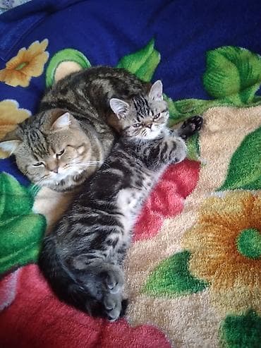 зеркальный карп: 3 месяца, Девочка, Приучена к лотку — 7