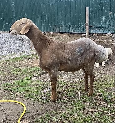 ат жабу: Сатам | Кочкор (эркек) | Арашан | Көбөйтүү үчүн | Жасалма жол менен боозутуу — 2