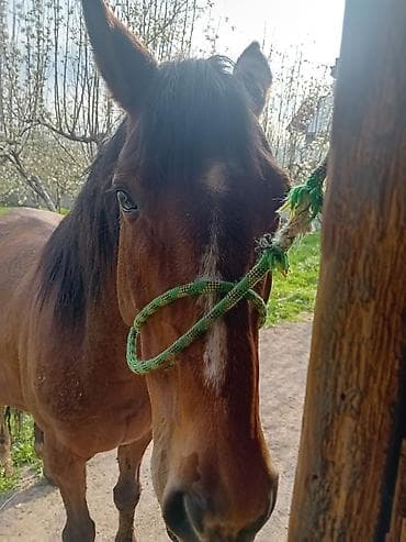 жеребёнок тай: Продаю | Кобыла (самка) — 3