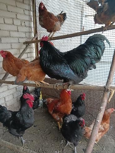 журавль: Продаю — 9